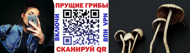 Псилоцибиновые грибы Psilocybine cubensis  Купить закладки  Шенкурск 